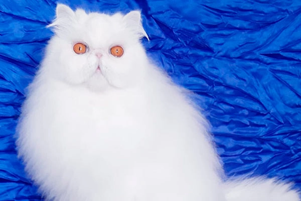 PetitGatô’s Levis