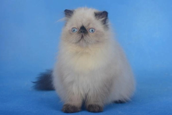 PetitGatô’s Sharon