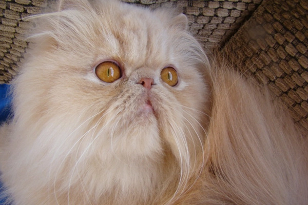 IC PetitGatô’s Yara