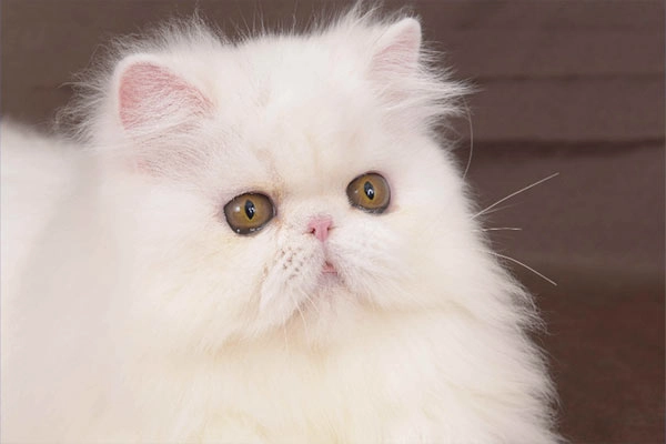 PetitGatô’s Sabrina