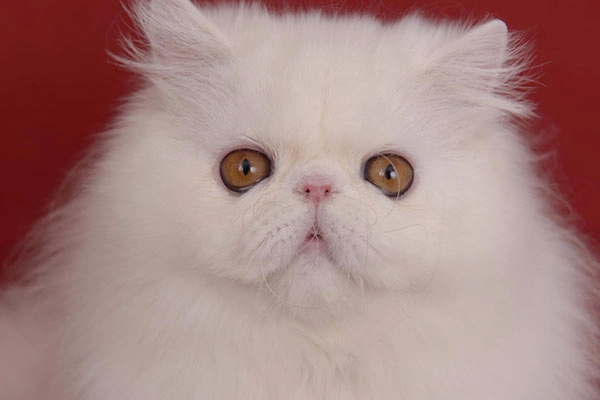 PetitGatô’s Théo