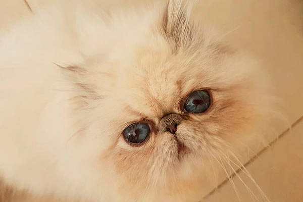 PetitGatô’s Mayra