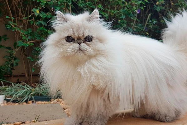 PetitGatô’s Yasmin