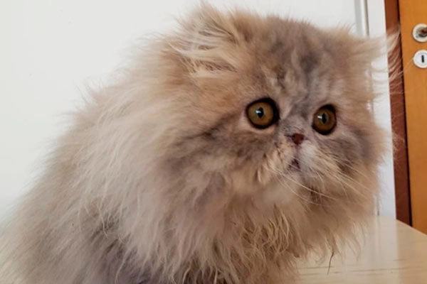 PetitGatô’s Ariel