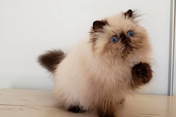 PetitGatô’s Benjii