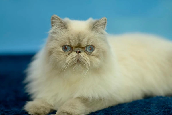 PetitGatô’s Cacau