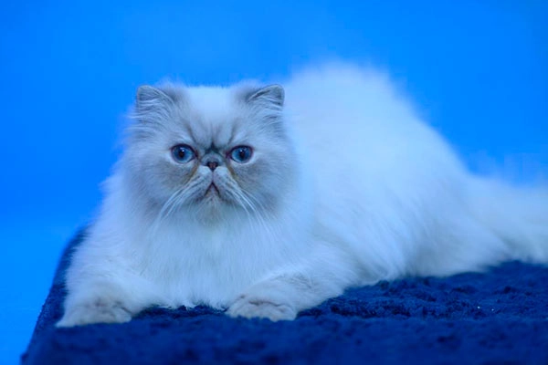 PetitGatô’s Clark