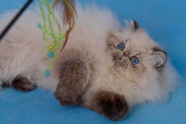 PetitGatô’s El Pacino