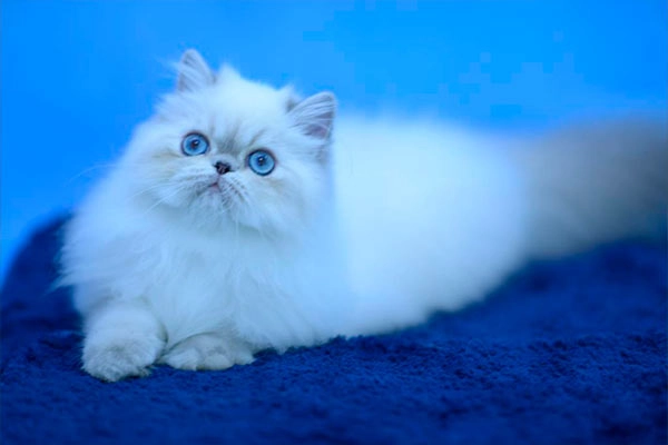 PetitGatô’s Jumper