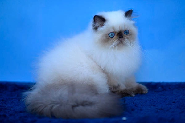 PetitGatô’s Kayla