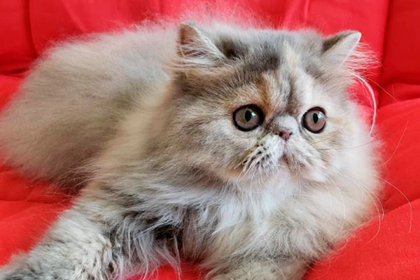 PetitGatô’s Lolla