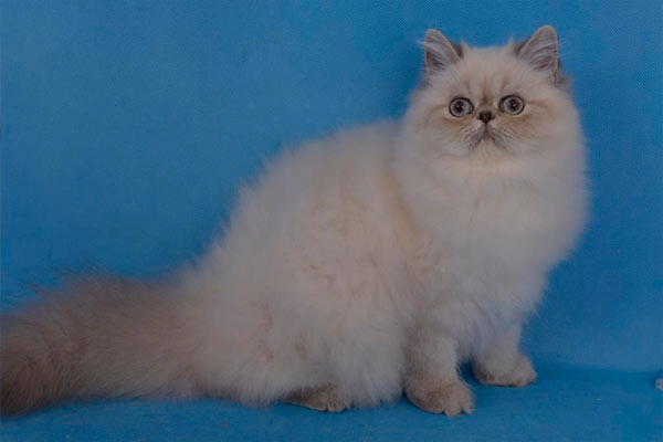 PetitGatô’s Louise