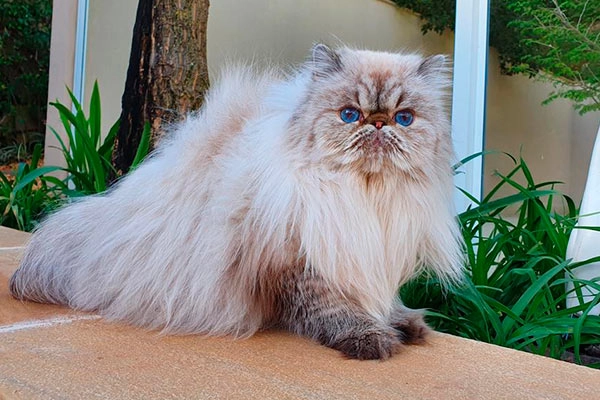 PetitGatô’s Mayla