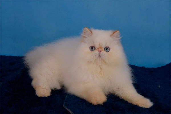 PetitGatô’s Valentin