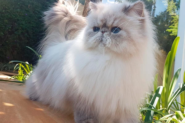 PetitGatô’s Agatha I