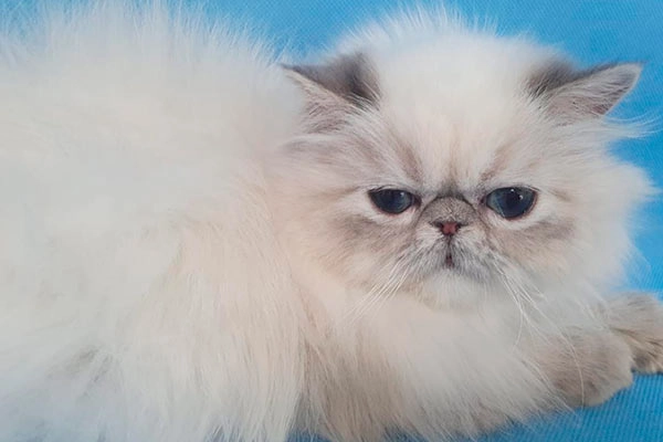 PetitGatô’s Agnes