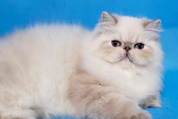 PetitGatô’s Apollo