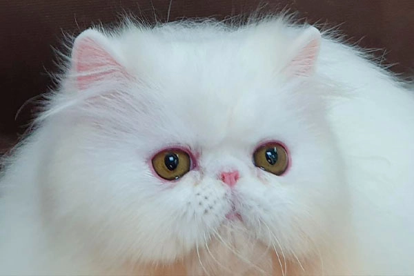 PetitGatô’s Avalon