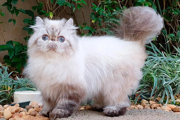 PetitGatô’s Hanna