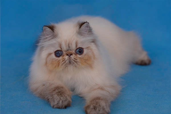 PetitGatô’s Katty