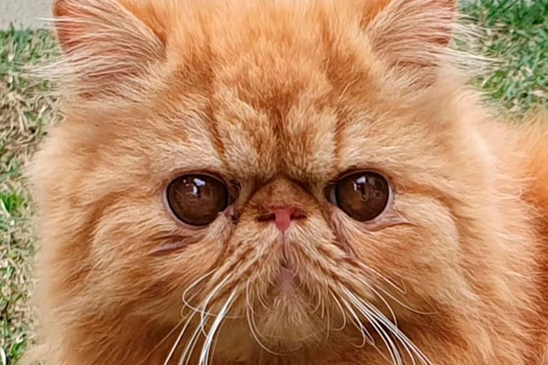 PetitGatô’s Pietro