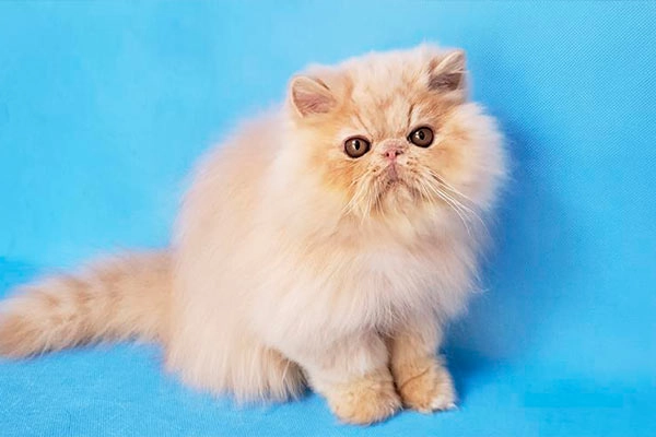 PetitGatô’s Zayon