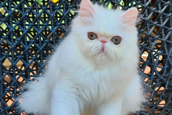 Gatos Persas | Persian-PER | White Deep Blue Eyed