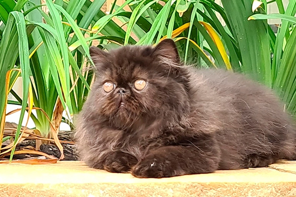 PetitGatô`s Dominique