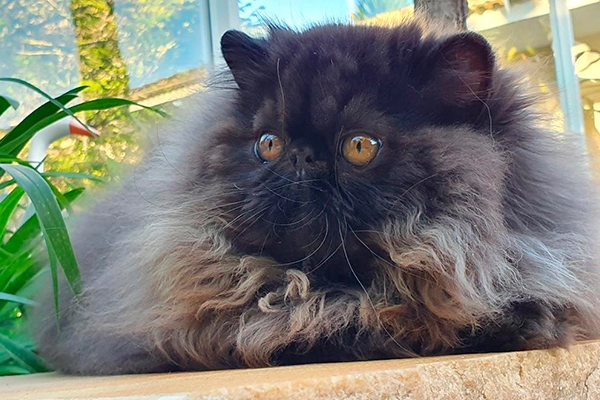 PetitGatô`s Stardust