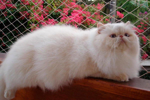 Promenade’s Lord Christopher of PetitGatô