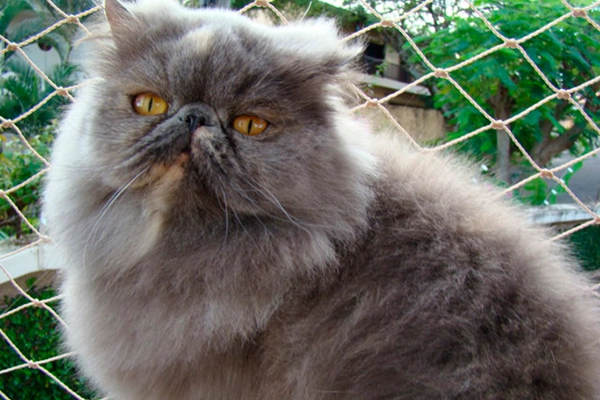 Ksi Cats Lady Shelly of PetitGatô