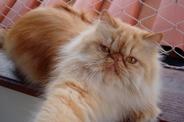 Fluffy Cats Muriel of PetitGatô