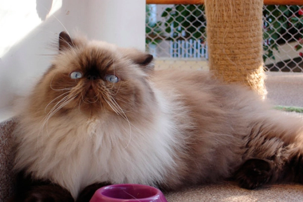 Promendade´s Lady Estrela of PetitGatô