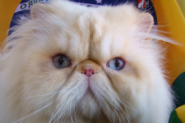 Larix’s Benjamin of PetitGatô