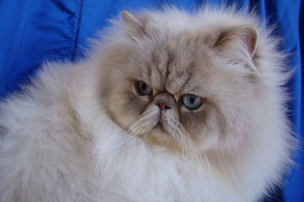 Thueringen’s Flash Gordon