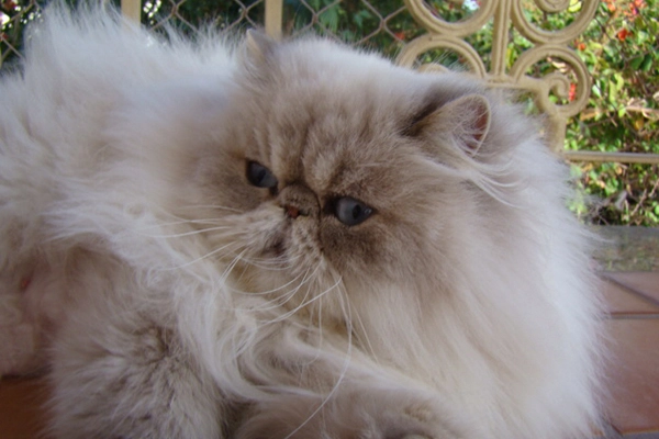 Aretha I De Piazza Di Gato of PetitGatô