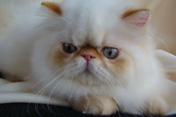 IC PetitGatô’s Charlie