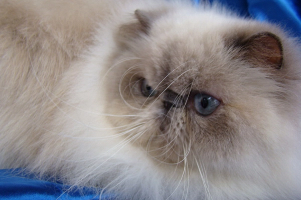 Victória De Piazza Di Gato of PetitGatô