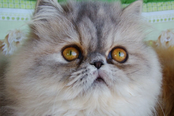 PetitGatô’s Brisa