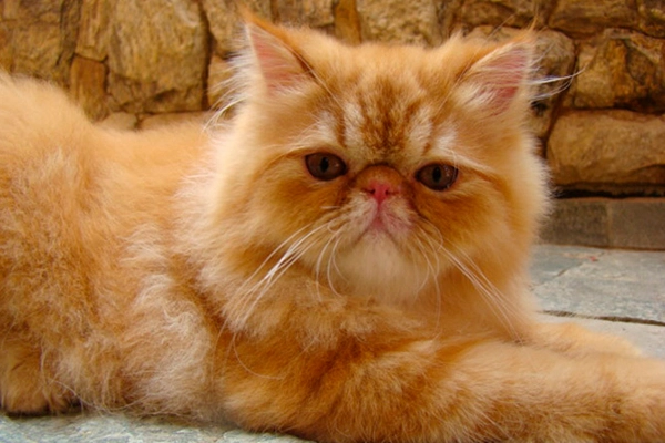 PetitGatô’s Lorenna