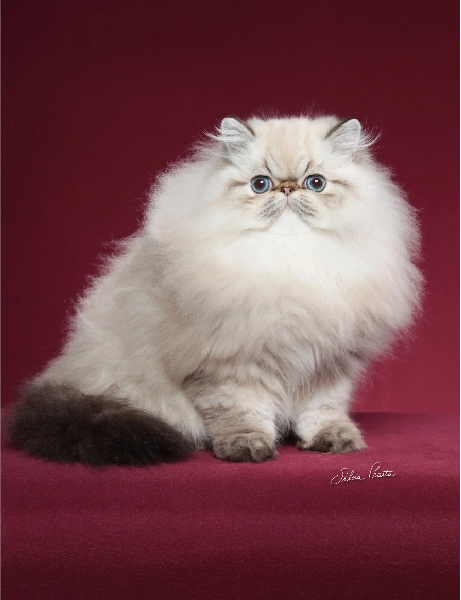 Gatos Persas | Machos