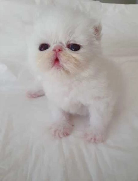 Gatos Persas | Filhotes