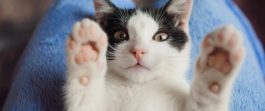 Gatos não podem frequentar a rua