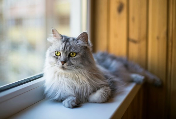 Viver livremente, mas com segurança!!!