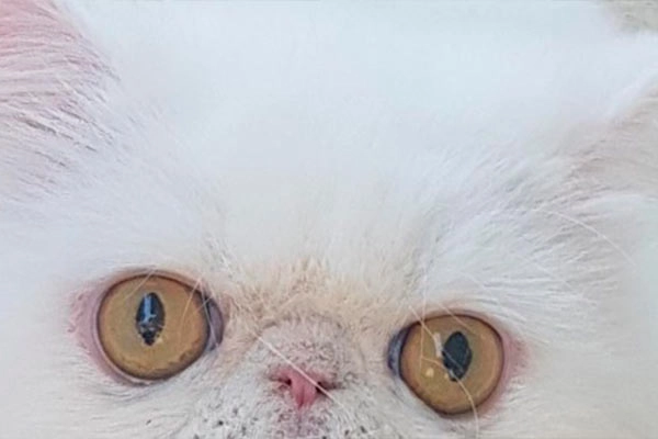 PetitGatô’s Mellinna