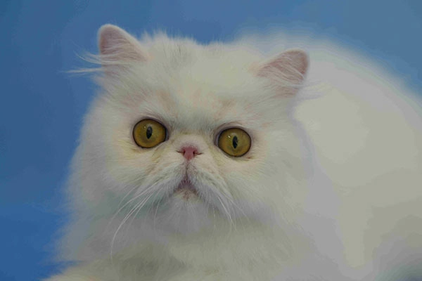 PetitGatô’s Mellody