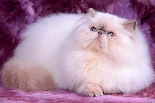 PetitGatô’s Ralph