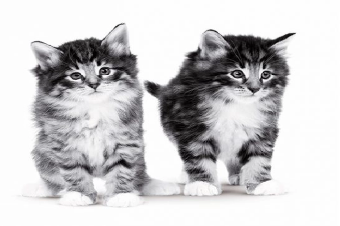 Todos os problemas congênitos são hereditários?