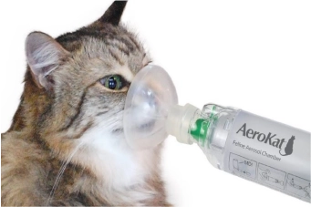 A exposição a gatos pode prevenir a asma