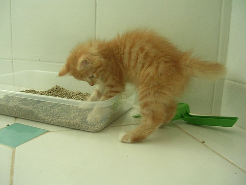 Por que os bichanos escondem suas fezes.